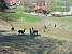 Alpakas im Lautertal