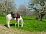 Obstb�ume bei Bissingen