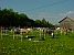 Am Schillingshof